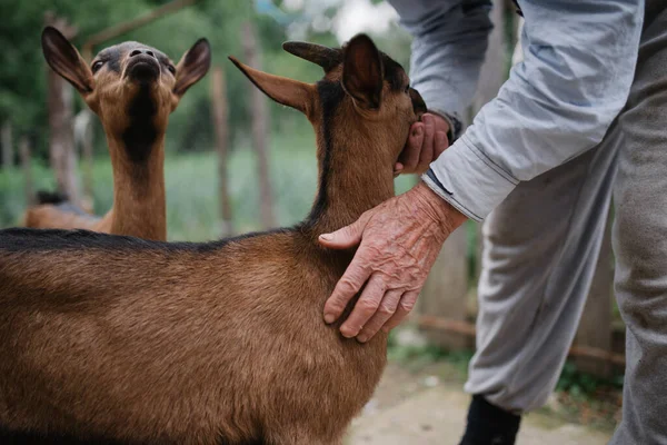 Granjero Está Jugando Con Cabras Adorables Granja —  Fotos de Stock