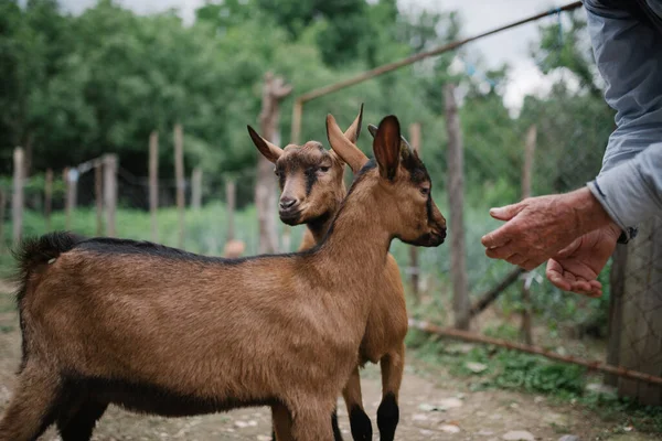 Granjero Está Jugando Con Cabras Lindas Granja —  Fotos de Stock