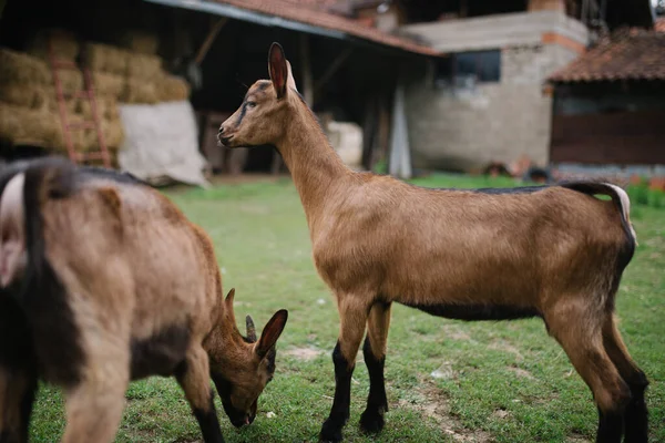 Dos Cabras Hermosas Comiendo Hierba Granja —  Fotos de Stock
