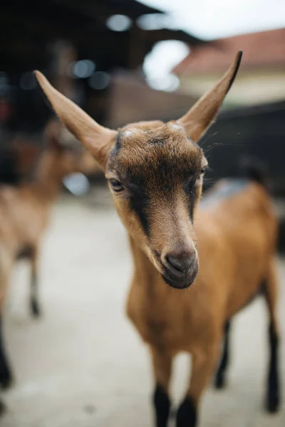 Adorable Divertido Primer Plano Retrato Una Cabra Granja —  Fotos de Stock