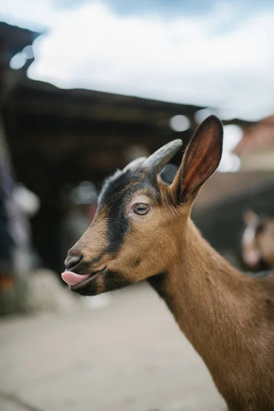 Çiftlikteki Bir Keçinin Sevimli Komik Yakın Plan Fotoğrafı — Stok fotoğraf