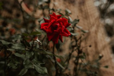 Terk edilmiş bir binadaki çalılıklarda açan tek bir kırmızı gül.