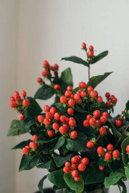 Micky Mouse Bitkilerini Kapat