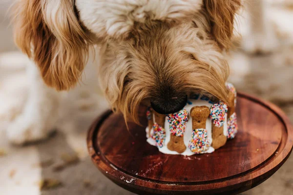 Goldendoodle Eats His Birthday Cake Backyard Home — Stock Photo, Image