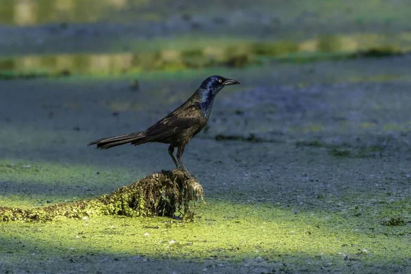 Oiseau Noir Sur Marais — Photo