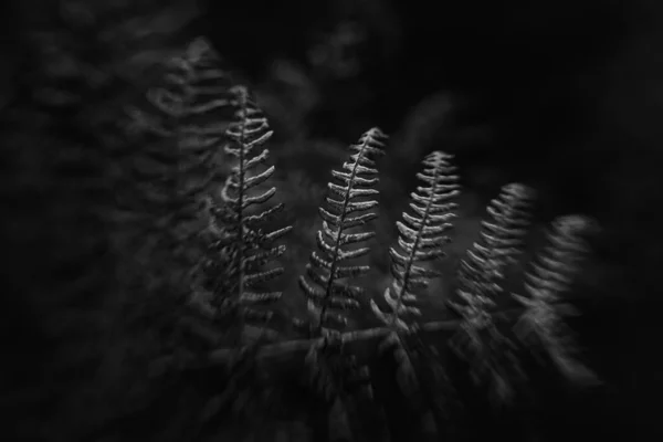 Dunkel Stimmung Launisch Schwarz Und Weiß Pflanzen Pflanze Natur Herbst — Stockfoto