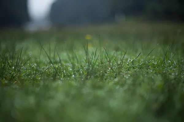 Gras Und Tropfen Regen — Stockfoto