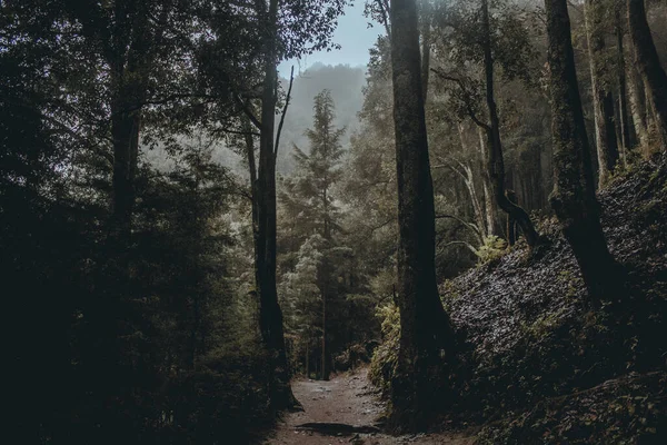 Caminho Pequeno Floresta — Fotografia de Stock