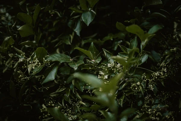 Par Arañas Papi Piernas Largas Escondidas Arbusto Verde —  Fotos de Stock