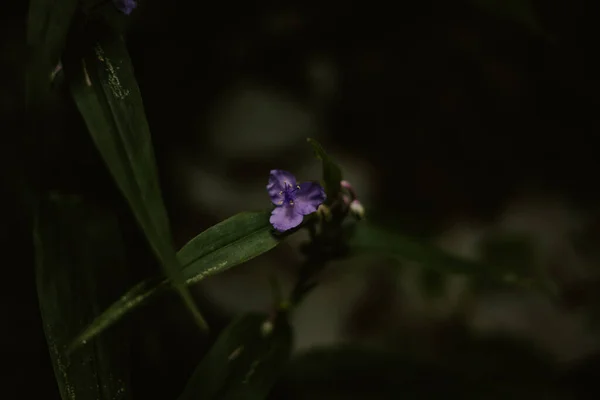 野生の自然界に見られる一本の紫の花 — ストック写真