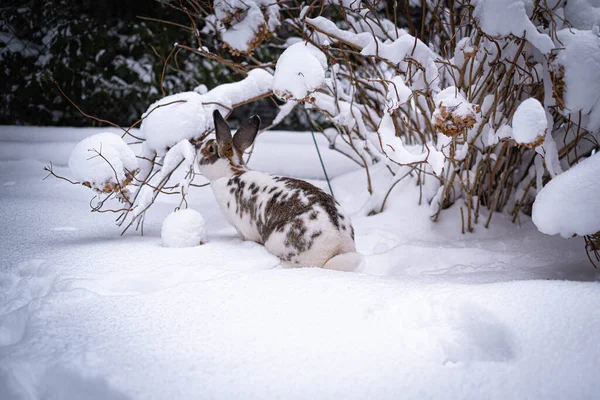 Coniglio Che Annusa Fiori Secchi Nella Neve Tallinn Estonia — Foto Stock