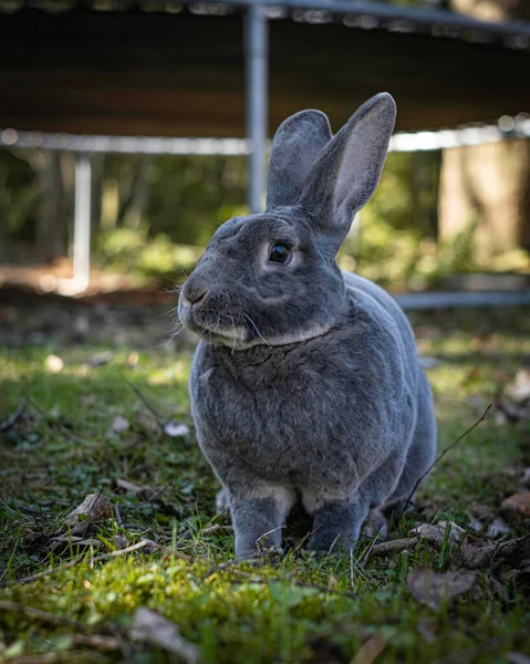 Синій Видра Кролик Сидить Саду Таллінна Естонія — стокове фото