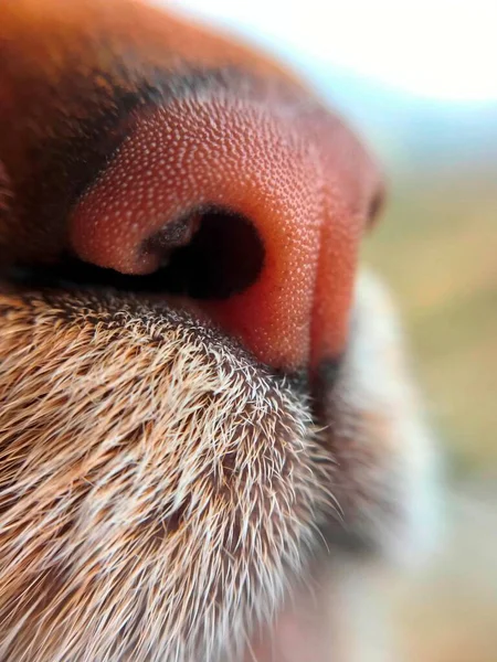 Macro Hidung Merah Muda Dari Kucing Abyssinian — Stok Foto