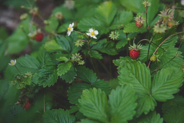 Fresa Silvestre Bosque Oscuro — Foto de Stock