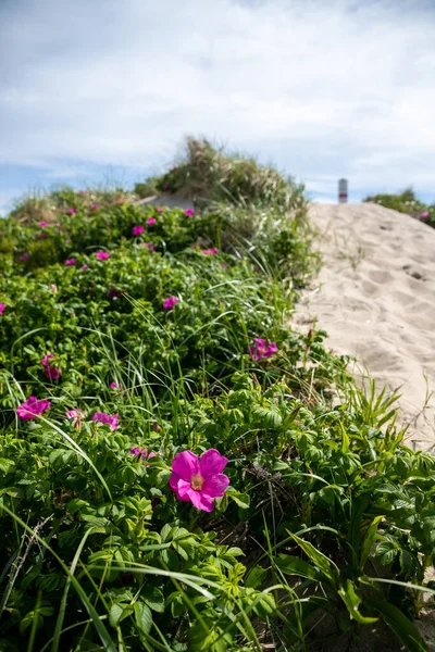 Blommor Längs Sanddynerna Som Leder Till Stranden Nantucket — Stockfoto