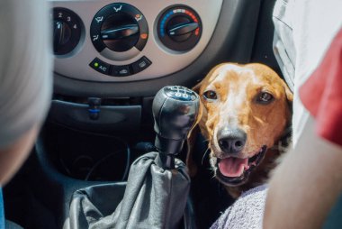 Kırmızı saçlı bir dachshund köpeği arabada oturur.