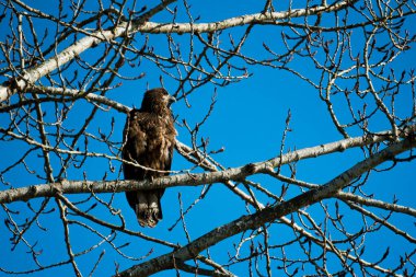Çıplak bir ağaca tünemiş genç kel kartalın geniş açılı görüntüsü