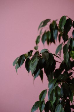 Pembe arka planda yeşil incir ağacının yakın plan görüntüsü.