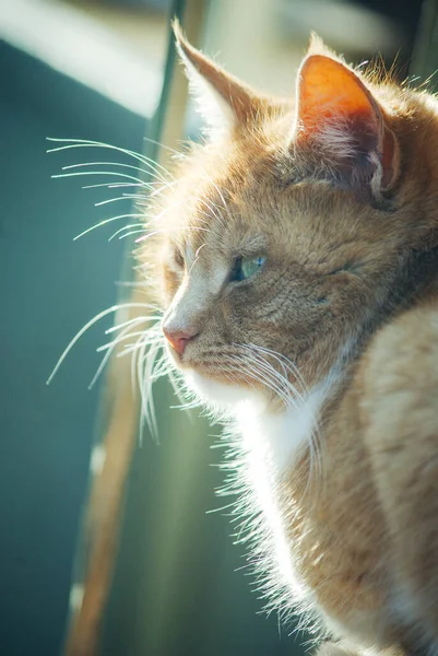 Rays Sun Fall Cat — Stock Photo, Image