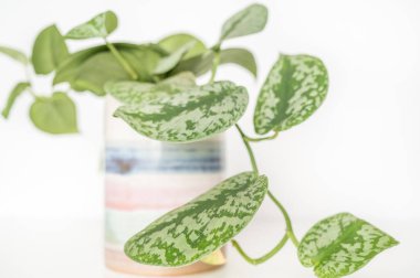 Pastel seramik tencerede saten Pothos beyaz arka planda