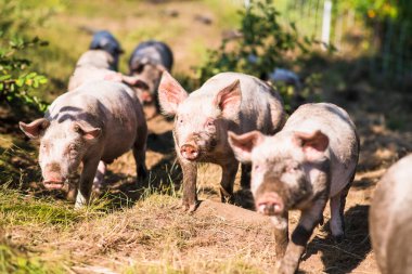 Pigs outside in summer on New England free range farm clipart