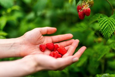 Bahçeden taze ahududu topladım.