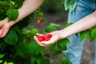 Bahçeden taze ahududu topladım.