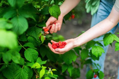 Bahçeden taze ahududu topladım.