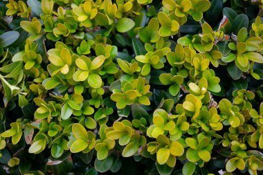 Yeşil yaprak dokusu, doğa arkaplanı.