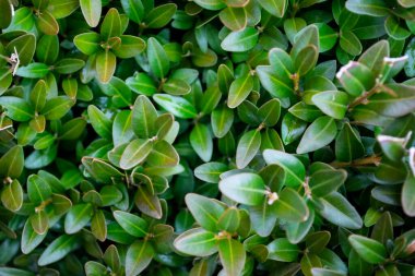 Yeşil çimen arka planının yakın plan görüntüsü