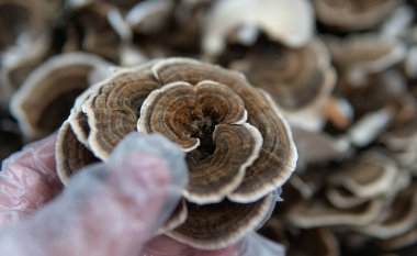 Tıbbî mantar Trametes çok renkli. Mantar tüketim kültürü - Coriolus versicolor