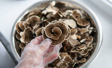 Tıbbî mantar Trametes çok renkli. Mantar tüketim kültürü - Coriolus versicolor