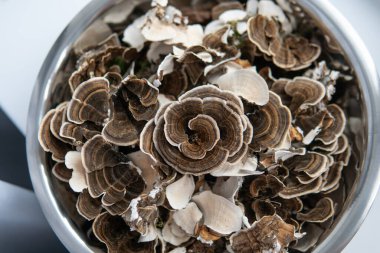 Coriolus versicolor tıbbi bir mantar mantarıdır. Mantar krallığını keşfediyorum.