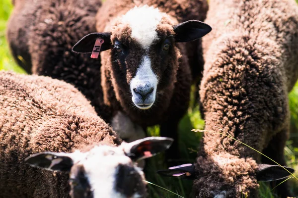 Домашние Овцы Летом Ферме Свободного Выпаса Новой Англии — стоковое фото