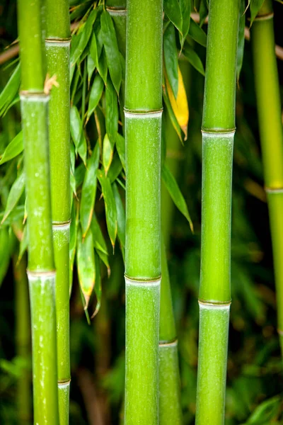 Los Jardines Lanniron Quimper Located Las Orillas Del Odet Finca — Foto de Stock