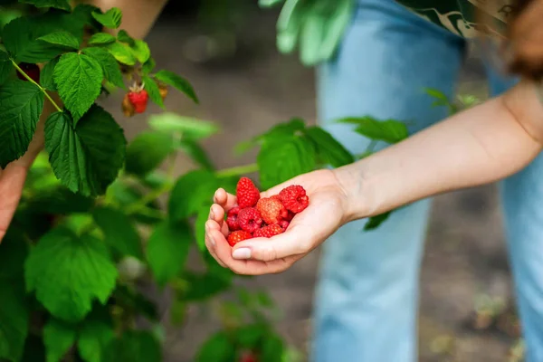 Met Hand Geplukte Frambozen Tuin — Stockfoto