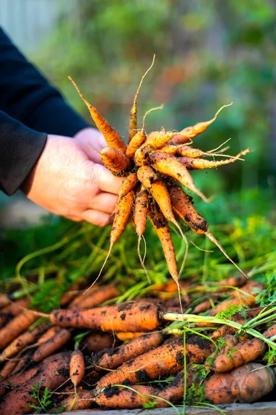 Mujer Cosecha Zanahorias Jardín — Foto de Stock