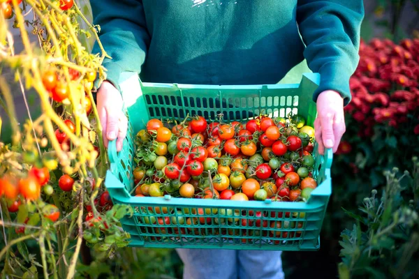 Mujer Cosecha Tomates Jardín — Foto de Stock