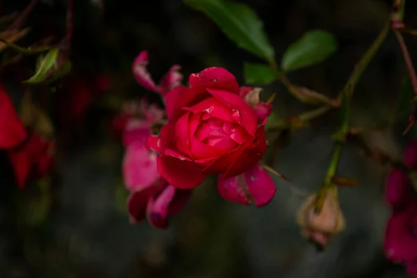 Flores Rosas Florescem Outono Nas Rosas Jardim — Fotografia de Stock