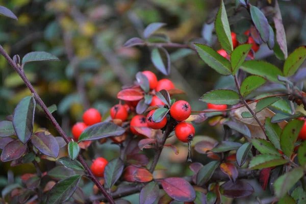 Red Berries Green Background Forest — Stock Photo, Image