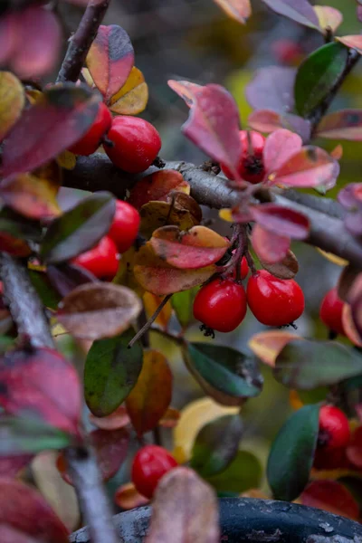 Много Красных Спелых Ягод Осеннем Парке — стоковое фото
