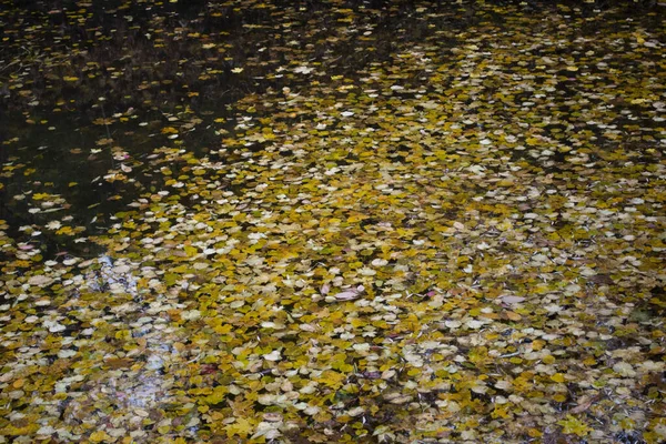 Herbstblätter Treiben Auf Dem See — Stockfoto