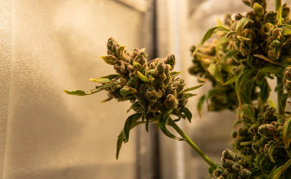アメリカでのマリファナの法的栽培 世界の大麻の合法化 — ストック写真