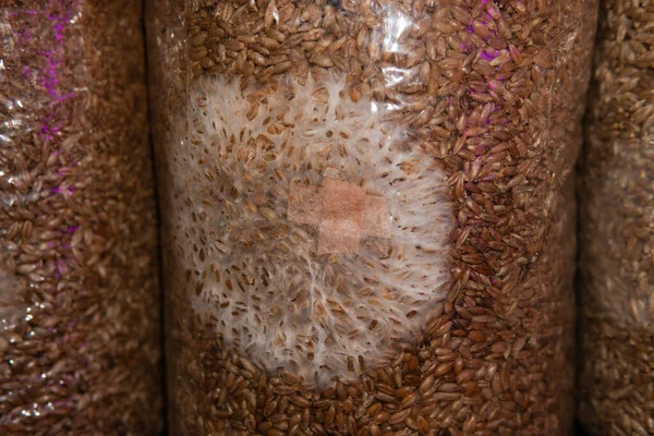 Champignons Voor Geneeskundig Gebruik Mycelium Van Paddenstoelcultuur — Stockfoto