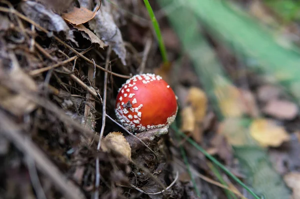 Amanita Natuur Verzamelen Geneeskrachtige Eigenschappen Van Amanita Muscaria Paddenstoel — Stockfoto