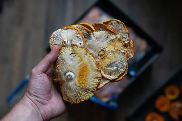 Collecting Amanita Nature Medicinal Properties Amanita Muscaria Mushroom — Stock Fotó