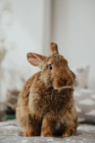 Beaucoup Lapin Pâques Lièvre Assis Dans Prairie Avec Des Œufs — Photo