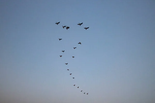 Flock Wild Geese Flying Overhead Clear Blue Sky — Stock Photo, Image