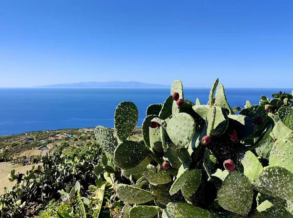 Krajobraz Kaktusem Wyspą Horyzoncie — Zdjęcie stockowe