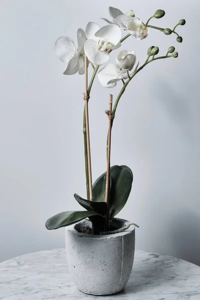 Flor Branca Orchid Com Brotos Verdes Vaso Branco Tabela Mármore — Fotografia de Stock
